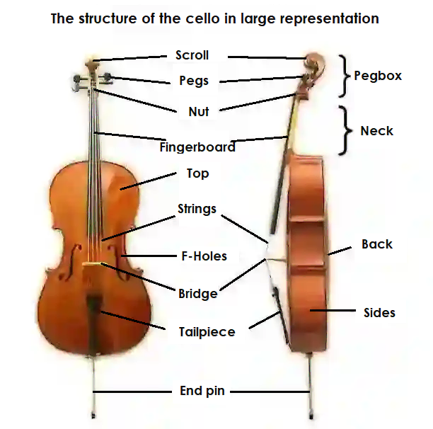 Front and side view of the cello
