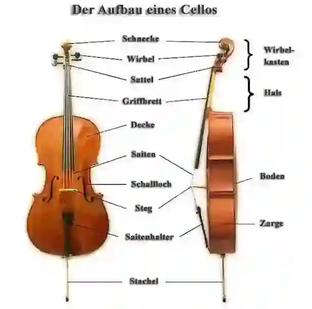 Vorder- und Seitenansicht vom Cello
