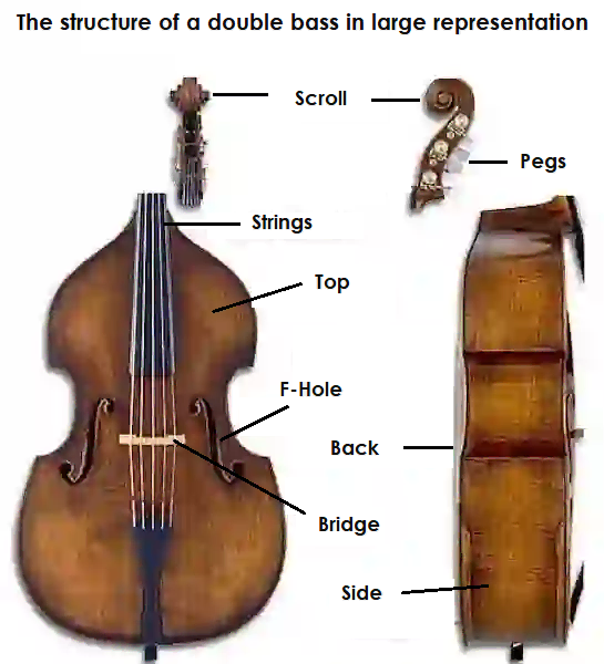 Front and side view of the double bass