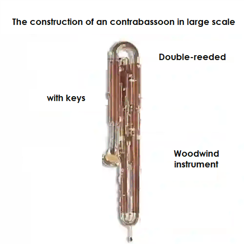 Front and side view of the contrabassoon