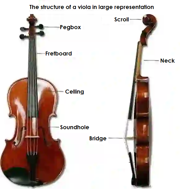 Front and side view of a viola