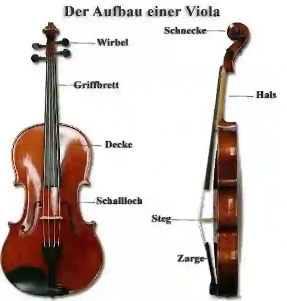 Vorder- und Seitenansicht einer Viola