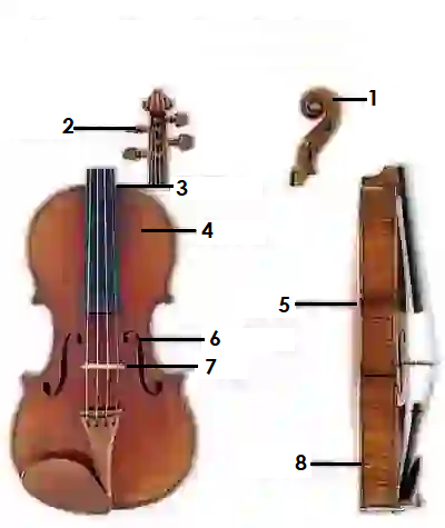 Front and side view of a violin