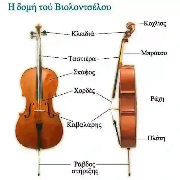 Το Βιολοντσέλο - Δομή και λειτουργία - Μεγάλη οθόνη
